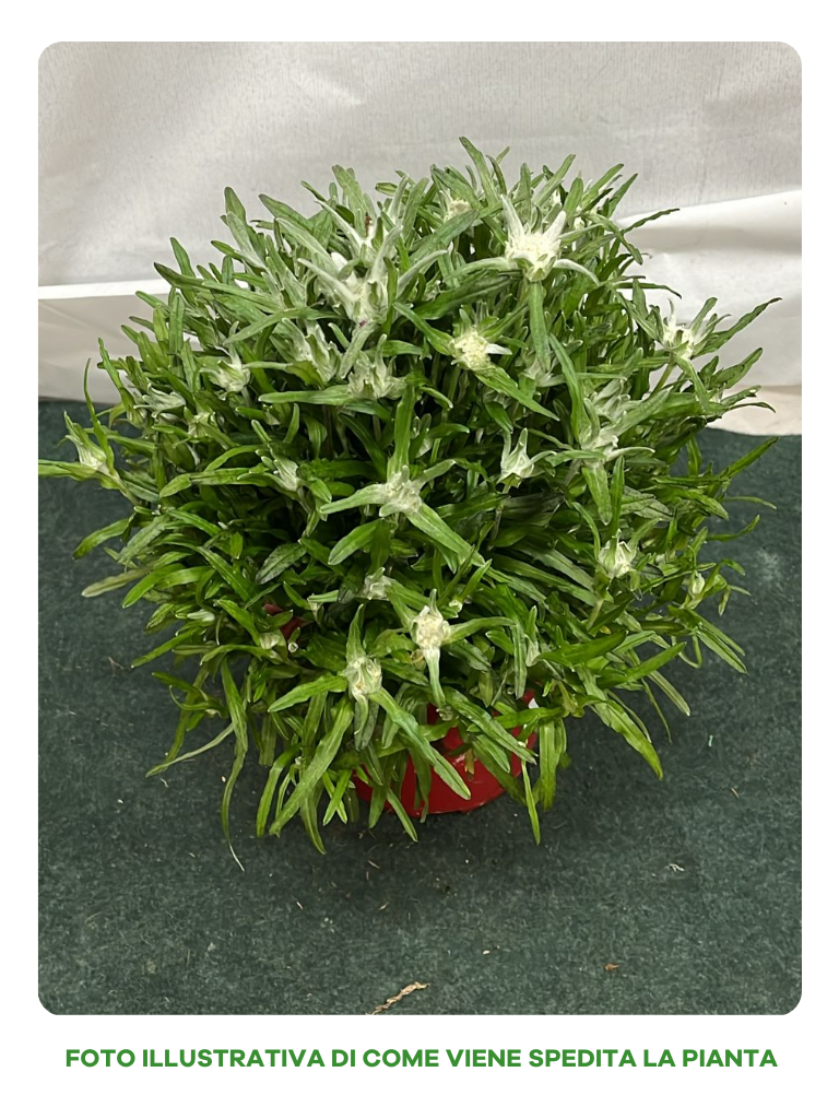 LEONTOPODIUM ALPINUM STELLA ALPINA VASO 14CM
