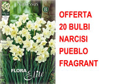 OFFERTA 20 BULBI NARCISO JONQUILLA PUEBLO FRAGRANT