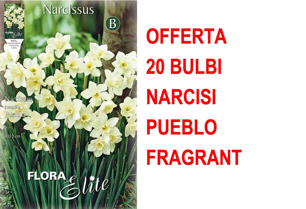 OFFERTA 20 BULBI NARCISO JONQUILLA PUEBLO FRAGRANT