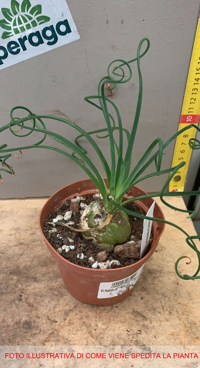 ALBUCA SPIRALIS VASO 10CM