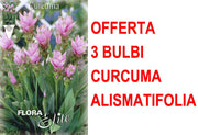 OFFERTA 3 BULBI CURCUMA ALISMATIFOLIA
