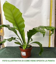 ASPLENIUM NIDUS VASO 12CM