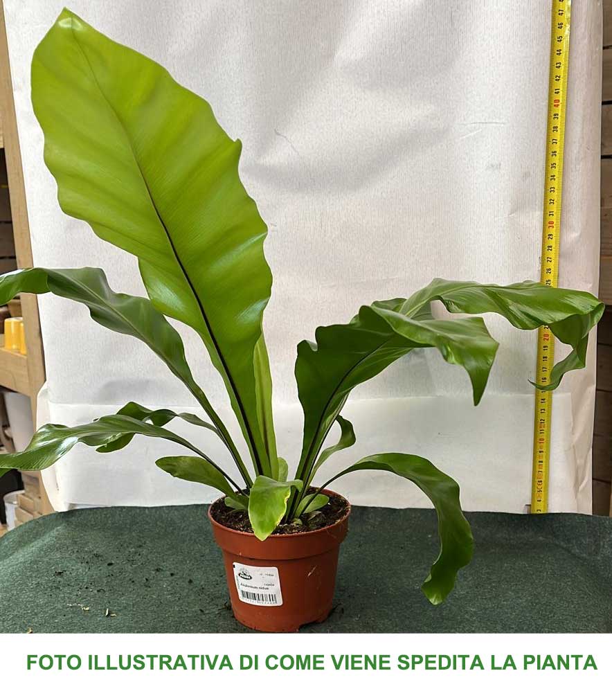ASPLENIUM NIDUS VASO 12CM