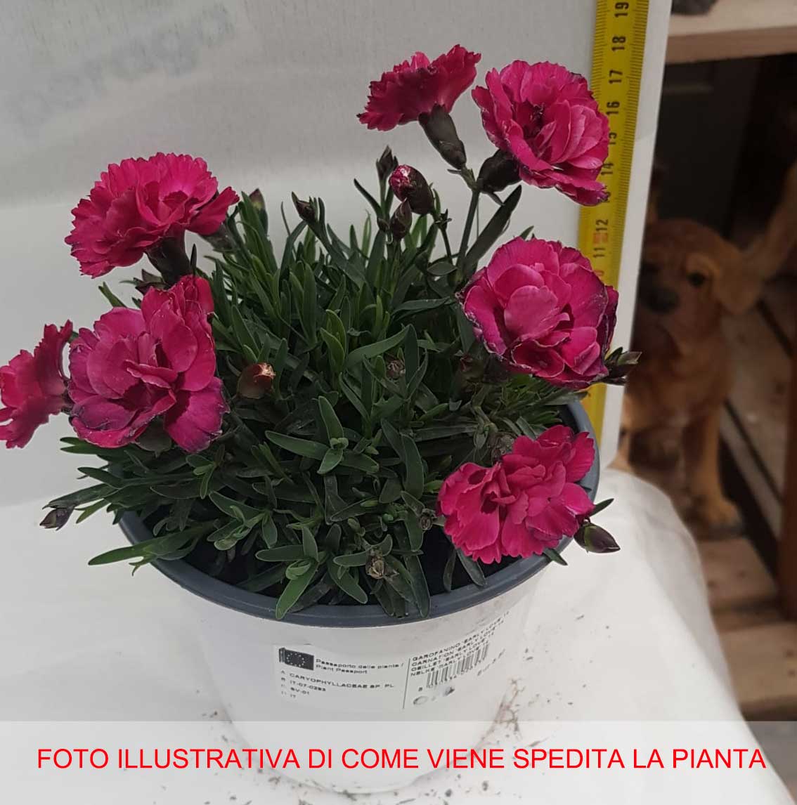 GAROFANO EARLY LOVE VASO 14CM