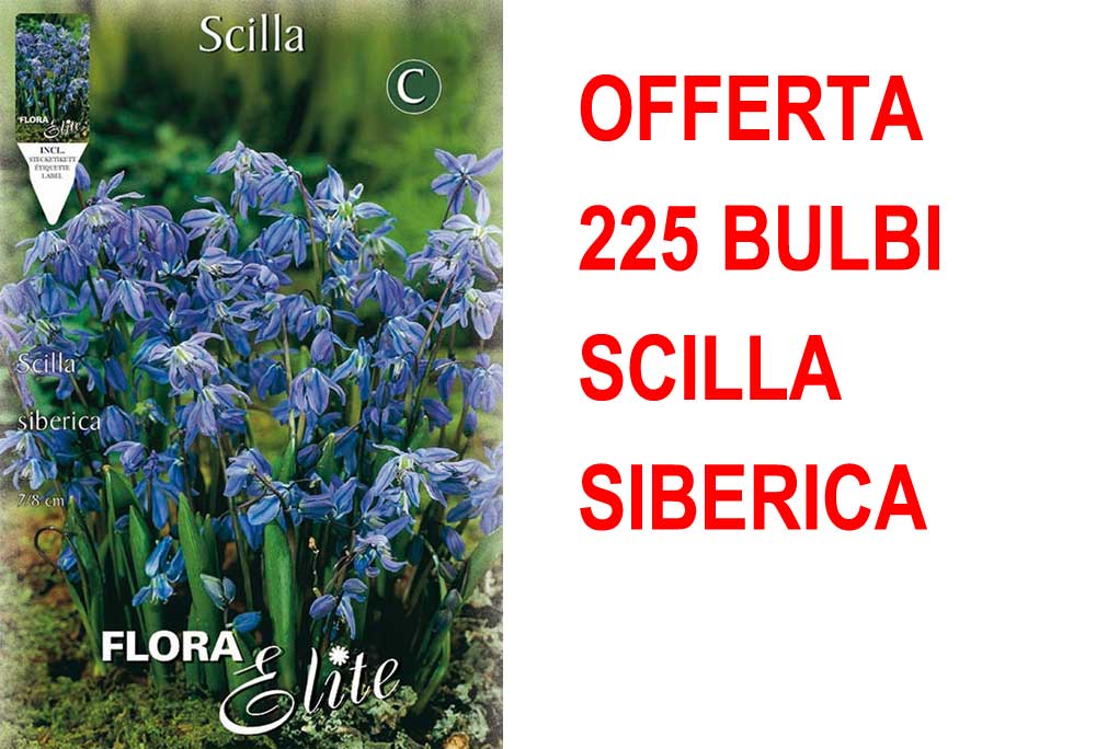 OFFERTA 225 BULBI SCILLA SIBERICA