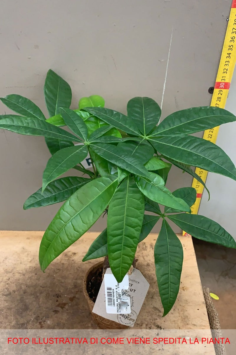 PACHIRA ACQUATICA IN VASO 9CM