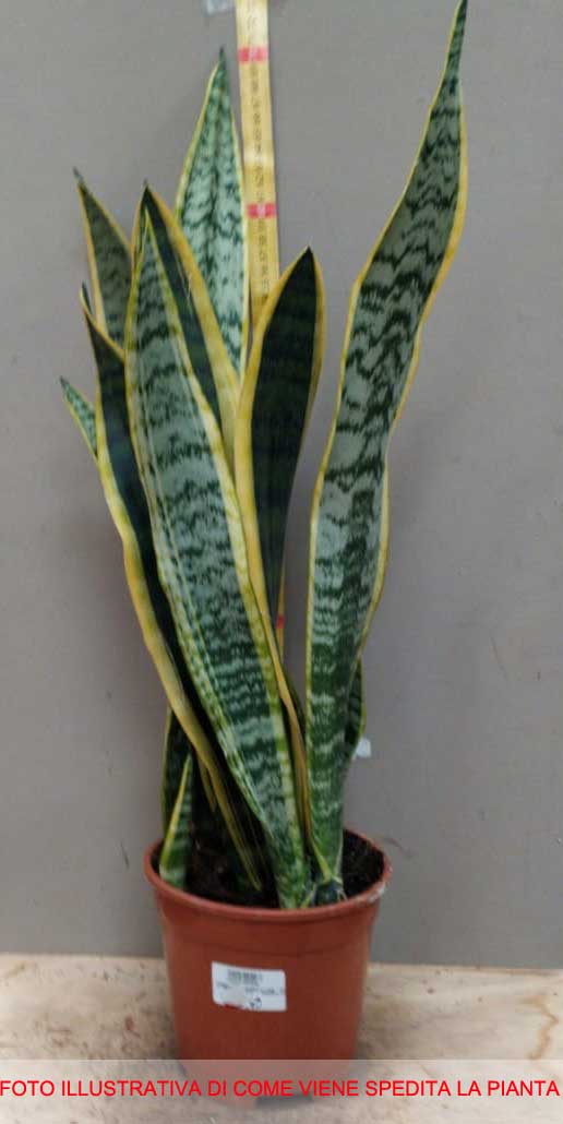 SANSEVIERIA LAURENTII IN VASO 17CM