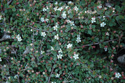 COTONEASTER COTOGNASTRO DAMMERI STREIB’S FINDLING VASO 12CM