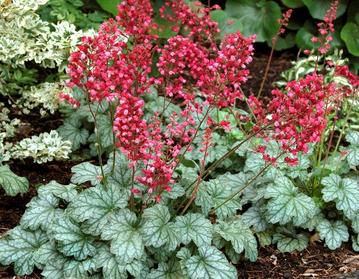 HEUCHERA PARIS VASO 17CM