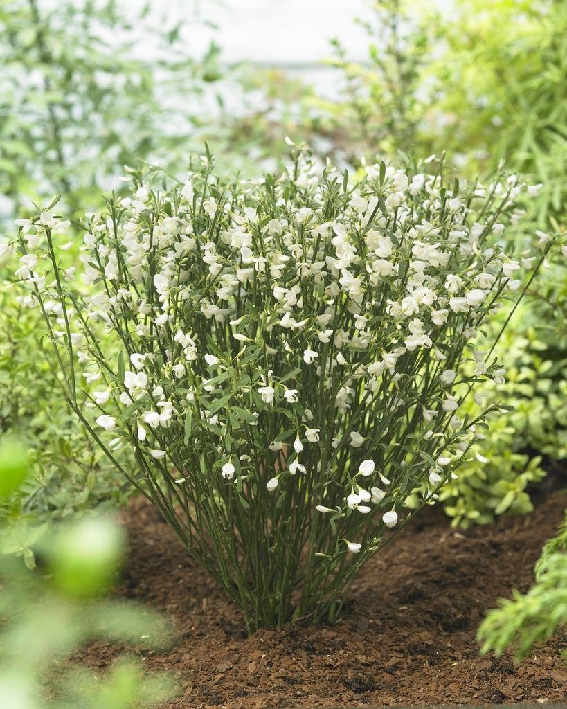 CYTISUS WHITE LION VASO 15CM