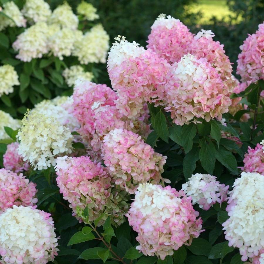 ORTENSIA HYDRANGEA PANICULATA PINKACHUVASO 18CM
