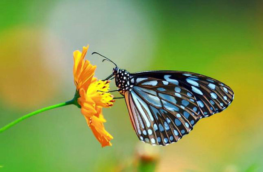 BUSTINA MISCUGLIO DI FIORI PER FARFALLE