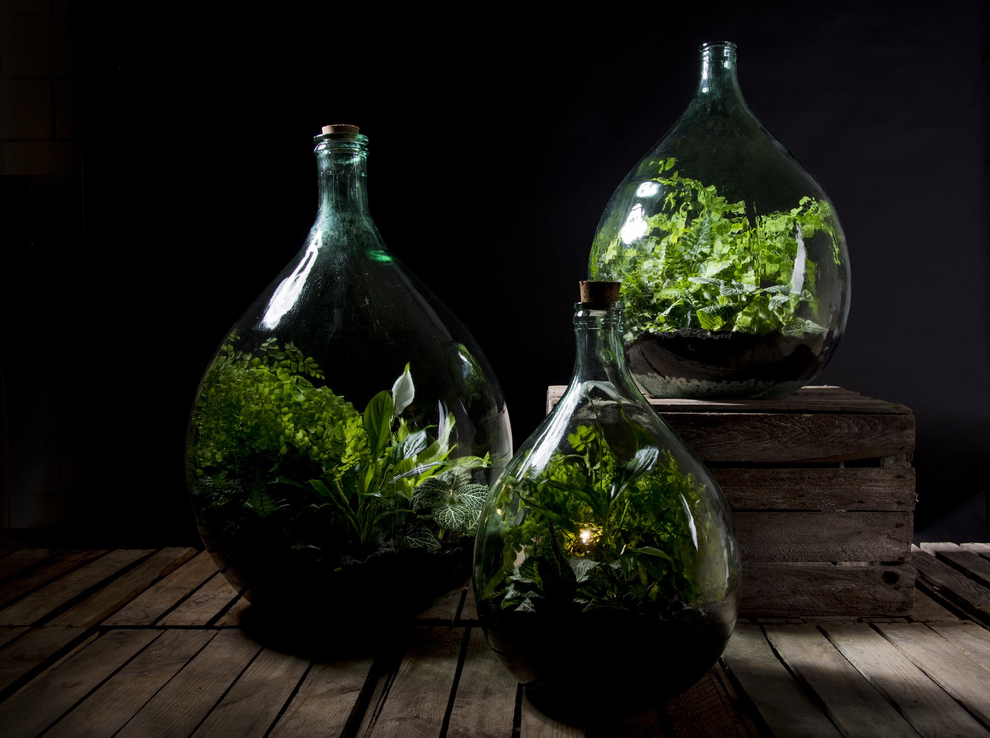 TAPPO IN SUGHERO CON LED PER ECOSISTEMA TERRARIUM