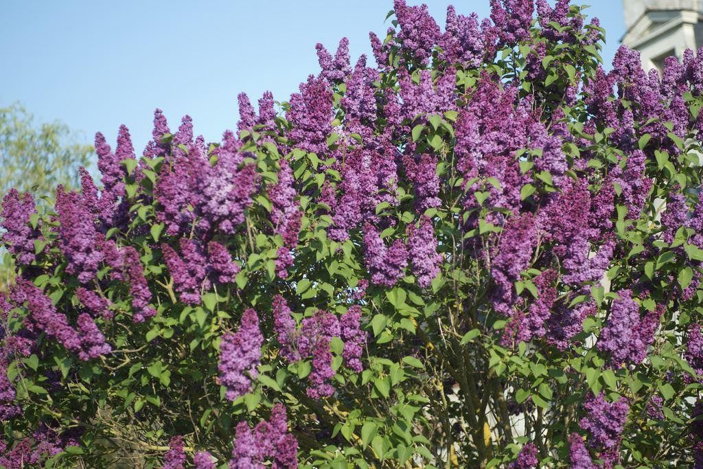 SYRINGA LILLA' CHARLES JOLY IN VASO 26CM