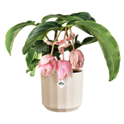 Vaso Facet Round D 14 x H 13 cm Rosa Mandorla ELHO