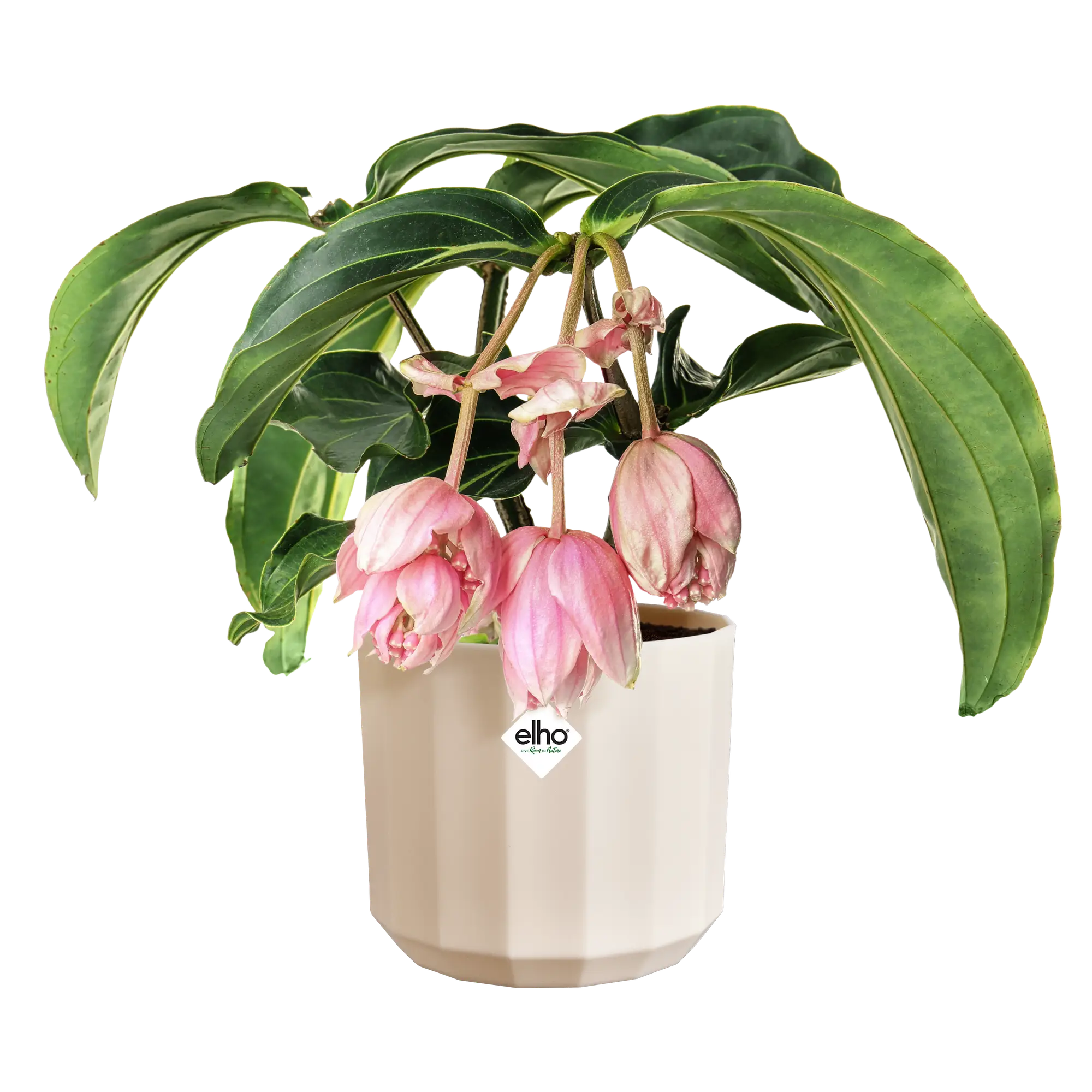 Vaso Facet Round D17 x H15 cm Rosa Mandorla ELHO