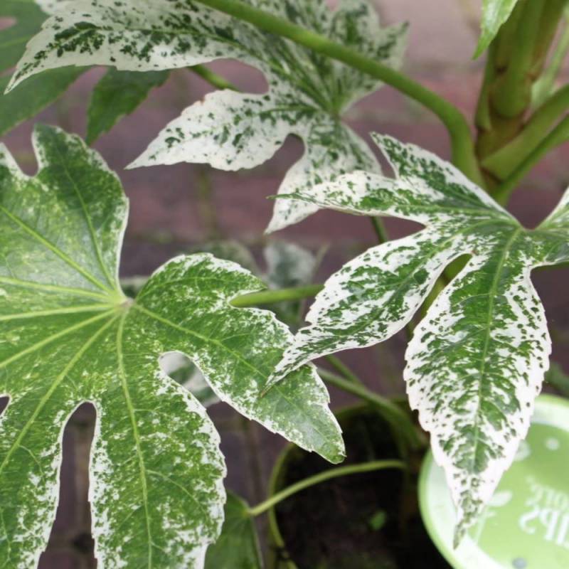 FATSIA JAPONICA SPIDERWEB ARALIA VASO 12CM