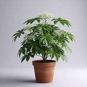 FATSIA JAPONICA IN VASO 21CM