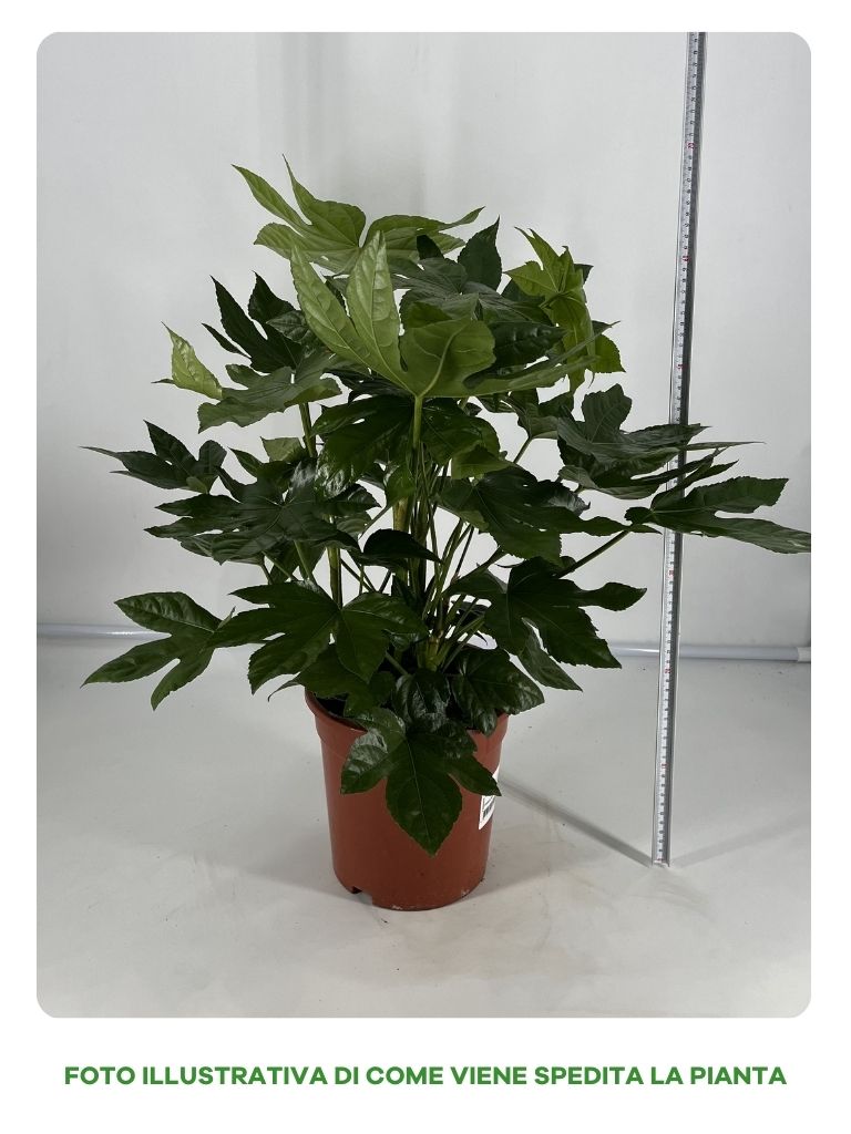 FATSIA JAPONICA IN VASO 21CM