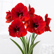 AMARYLLIS ROSSO VASO CERAMICO ROSSO 17CM