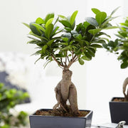 FICUS GINSENG BONSAI VASO 9CM