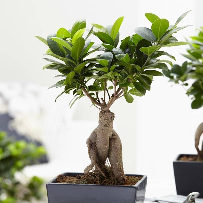 FICUS GINSENG BONSAI VASO CUBO IN SUGHERO 11CM