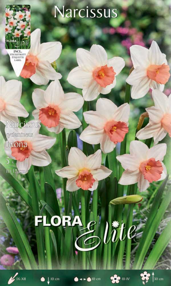 NARCISO CYCLAMINEUS IWONA (CONFEZIONE DA 5 BULBI)