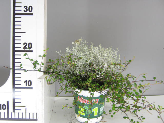CALOCEPHALUS MUEHLENBECKIA IN VASO 13CM