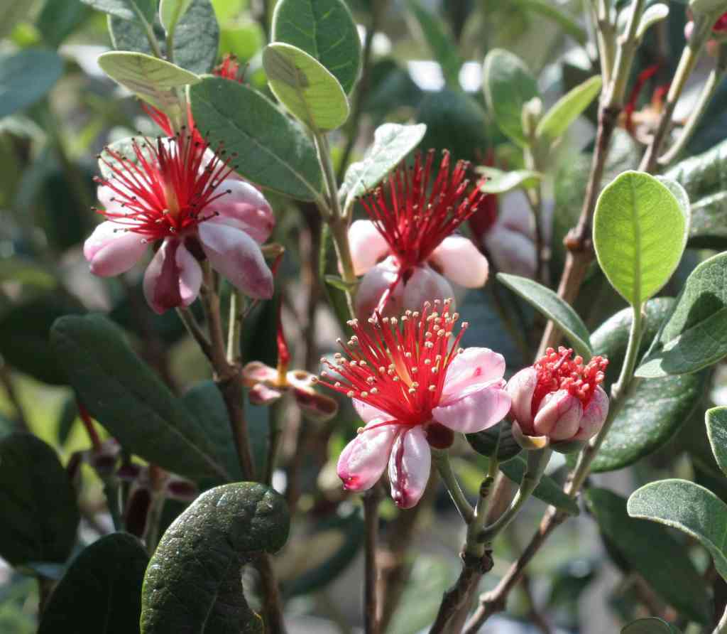FEIJOA SELLOWIANA VASO 18CM