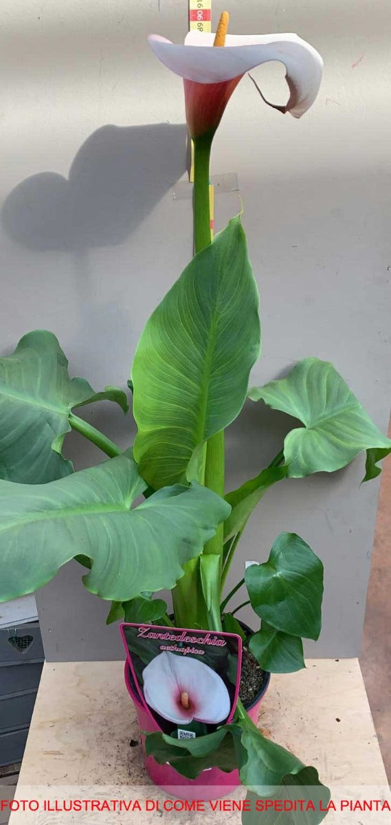 CALLA ZANTEDESCHIA ROSA VASO 18CM