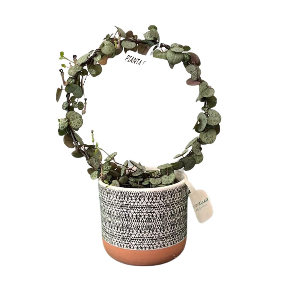 CEROPEGIA WOODII IN VASO CERAMICO 9CM