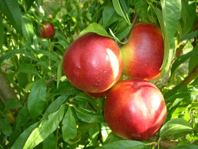 PESCO NETTARINA TARDIVA IN VASO 20CM