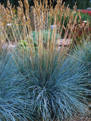FESTUCA ELIJAHBLUE IN VASO 15CM