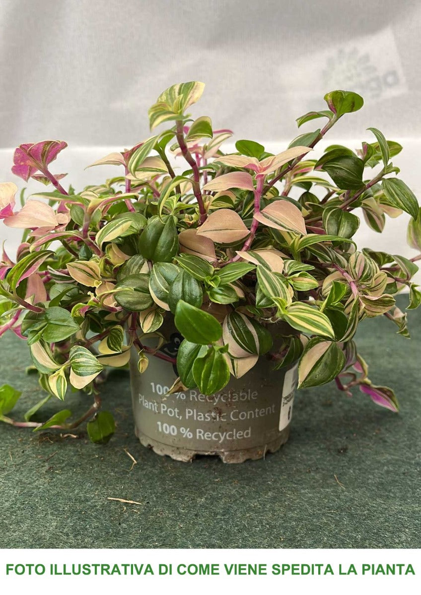 TRADESCANTIA PINK VASO 10.5CM