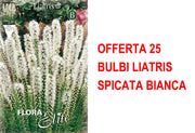 OFFERTA 25 BULBI LIATRIS SPICATA BIANCA