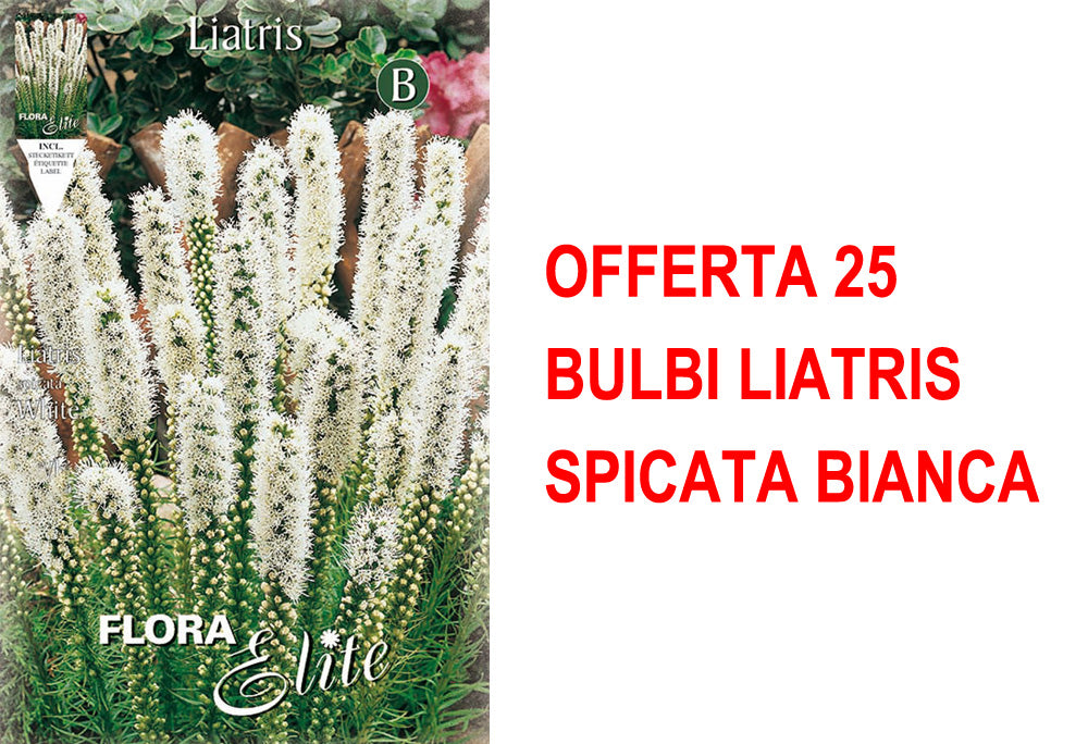 OFFERTA 25 BULBI LIATRIS SPICATA BIANCA