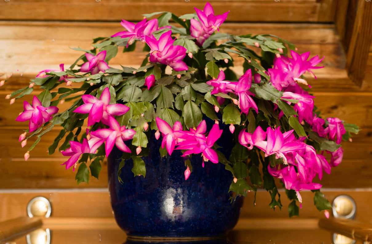 SCHLUMBERGERA CACTUS DI NATALE IN VASO 12CM COLORE ASSORTITO