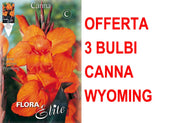 OFFERTA 3 BULBI CANNA BROWNLEAVED WYOMING