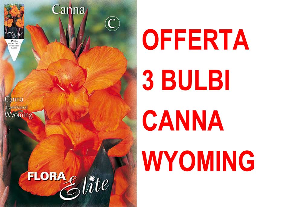 OFFERTA 3 BULBI CANNA BROWNLEAVED WYOMING