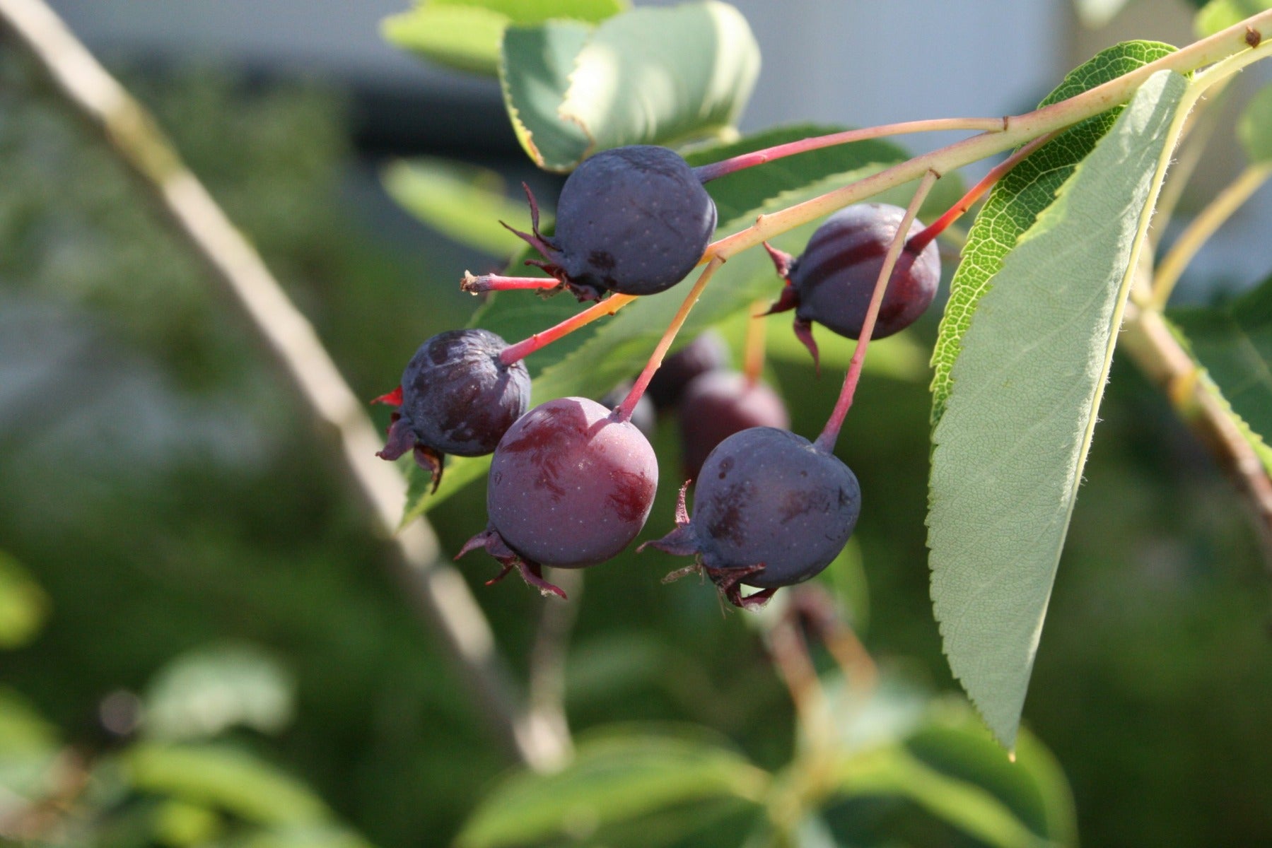 AMELANCHIER LAMARCKII PERO CORVINO IN VASO 18CM