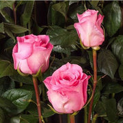 ROSA MARTINA IN VASO 19CM