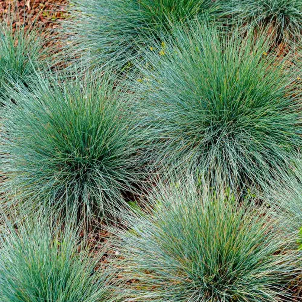 FESTUCA GLAUCA IN VASO 18CM