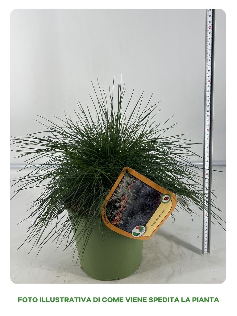 FESTUCA GLAUCA IN VASO 18CM