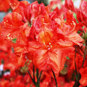 AZALEA FEUERWERK ARANCIONE VASO 21CM