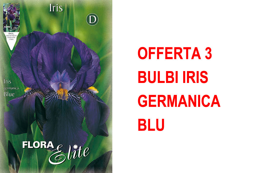 OFFERTA 3 BULBI IRIS GERMANICA BLU