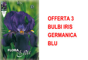 OFFERTA 3 BULBI IRIS GERMANICA BLU