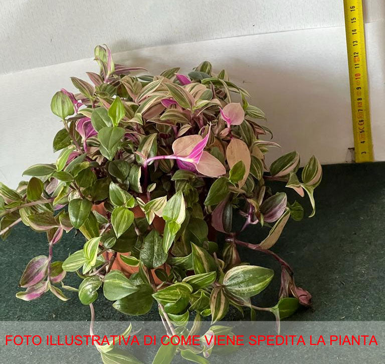 TRADESCANTIA FLUMINENSIS VASO 12CM