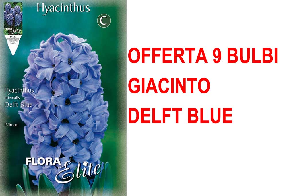 OFFERTA 9 BULBI GIACINTO DELFT'S BLAUW