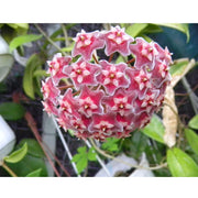 HOYA PUBLICALIX FIORE DI CERA VASO 12CM CON ARCHETTO