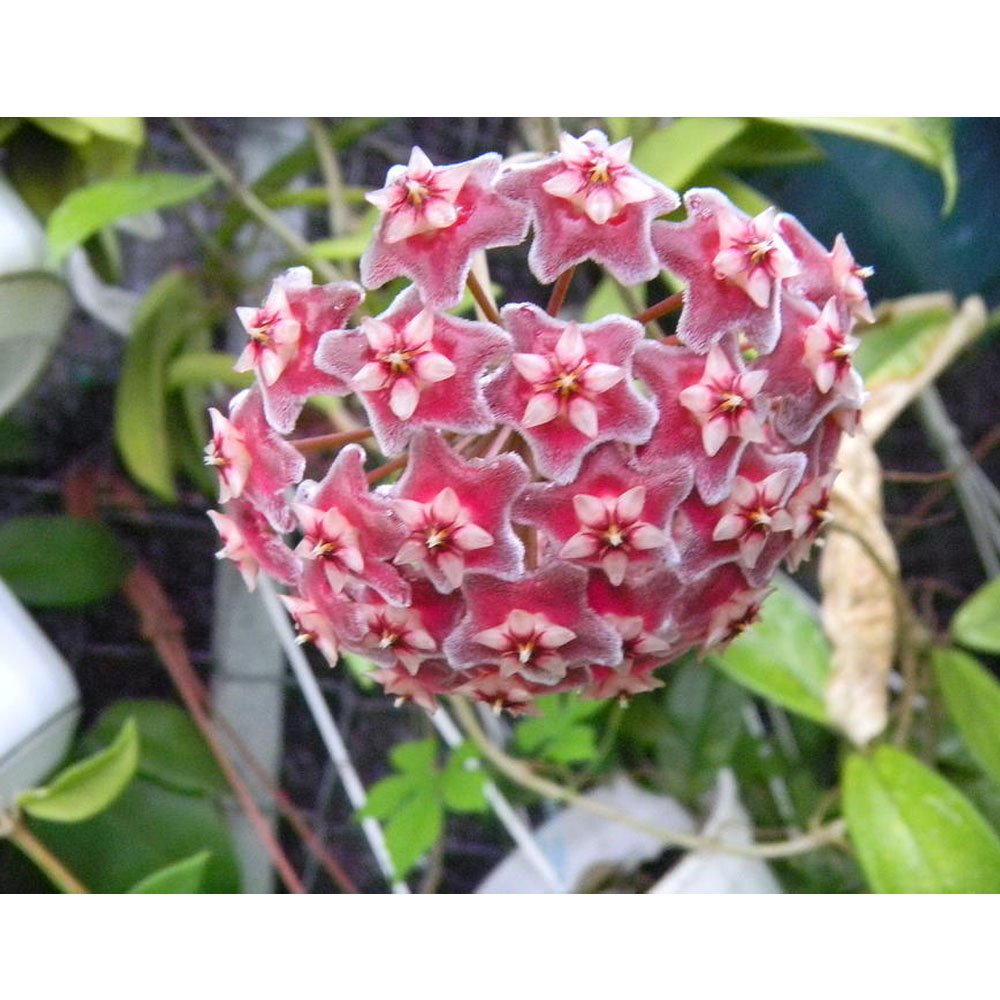 HOYA PUBLICALIX FIORE DI CERA VASO 19CM